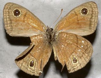 Media type: image;   Entomology 21988 Aspect: habitus ventral view